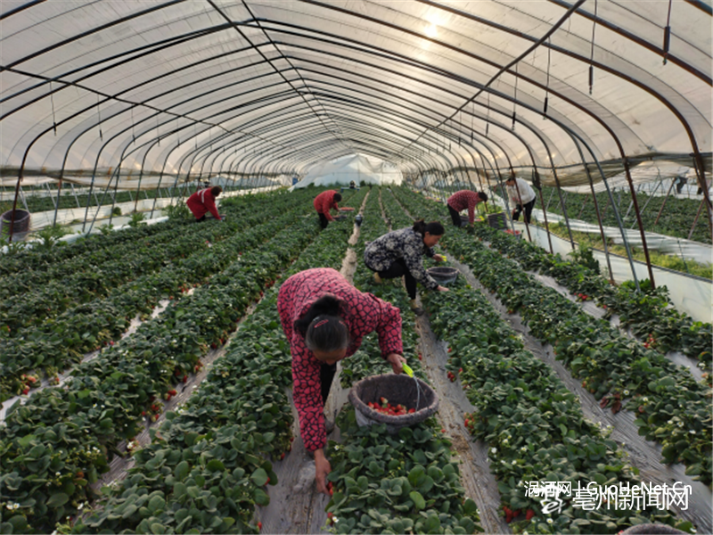 附近的群众在草莓园里务工