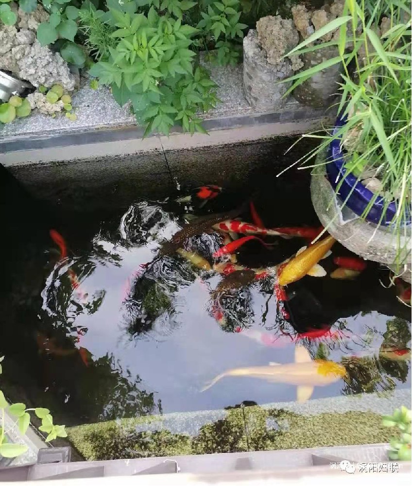 1661217279915941.jpg 4428f41668cef1d9b2cc4a43a743fd3e_412.jpg