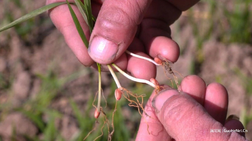 农技专家为麦苗“把脉”
