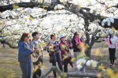 看梨花何必远到砀山走，咱涡阳东边就有！