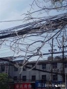 涡阳下雪啦？树枝上的雾淞好漂亮，看着却让人闹心