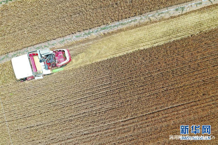 #(经济)(4)夏日农忙