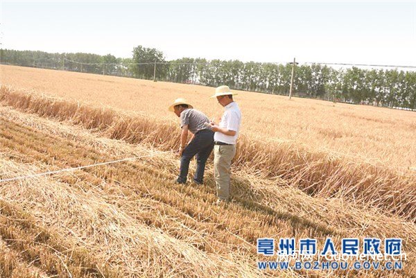 亳育小麦单产首夺全省第一的背后